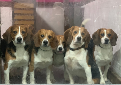 Beagles in Lab